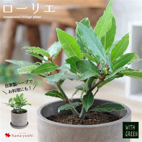 月桂樹種植|【庭木】【観葉植物】 月桂樹（ローレル） の育て方。